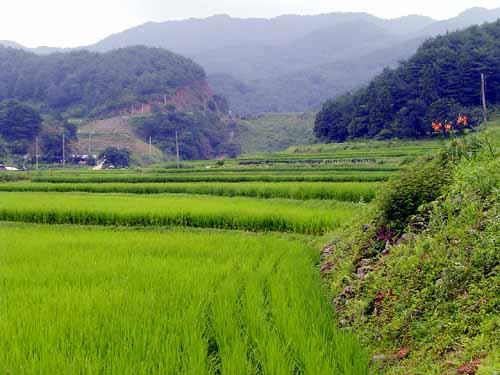 멀리서 바라본 저수지와 아직도 아물지 않은 주변산 